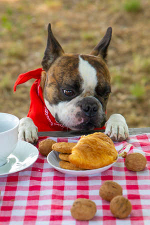french bulldog dressed like a cowboy eating breakfast like a man. he eating croissants drinking teaの写真素材