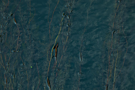 background based on green algae in a pond in summer