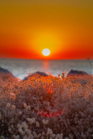 bright sunset over the sea in summer, dry flowers in the foreground with a glare of the sun