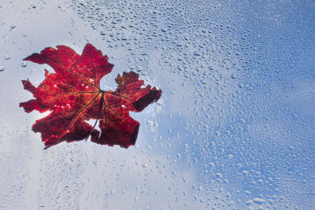 red leaf as symbol of the coming autumn.colorful autumn leaf on the window during the rainの写真素材