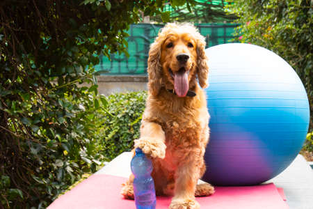 cute cocker spaniel ready for pilates lesson, fitness concept photography, humorous photography, dogs as peopleの写真素材