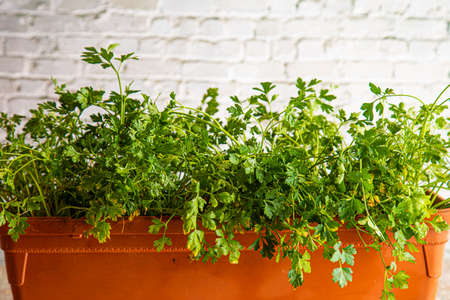 parsley grown at home in a pot on a white brick wall backgroundの写真素材