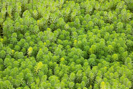 background of green herbal plants that grow in swamps and pondsの写真素材