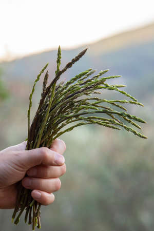male hand holding wild asparagus collected in the mountainsの写真素材