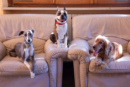 Three dogs, Boston terrier, Cocker spaniel, Whippet on white leather chairsの写真素材