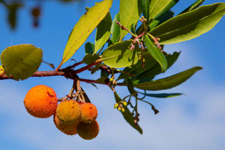 Close up of strawberry tree fruits on a branch against a blue skyの写真素材