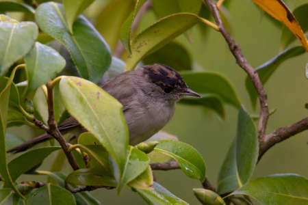 Blackcap bird among green leaves of the tree in a forestの写真素材