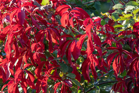 Red leaves of the Parthenocissus quinquefolia (Virginia Creeper) plant in autumn