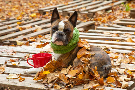 Cute Boston Terrier with a red cup of coffee in an autumn park surrounded by yellow leavesの写真素材
