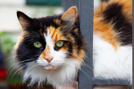 portrait of a three-colored cat that brings good luck in Italyの写真素材