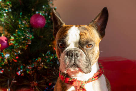 Boston Terrier sits next to a decorated small Christmas tree. Merry Christmas greetings from the dogsの写真素材