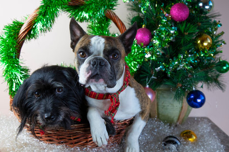Two dogs Boston Terrier e Little Schnauzer in a basket next to a decorated small Christmas tree,...