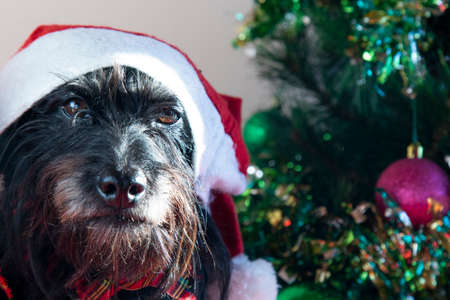Little Schnauzer in Santa Claus hat sits next to a decorated small Christmas tree. Merry Christmas greetings from the dogsの写真素材