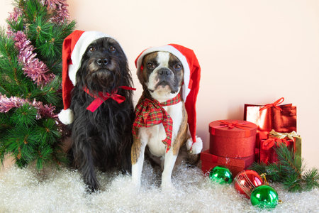 Two dogs Boston Terrier e Little Schnauzer in Santa Claus hats sit next to a decorated small...
