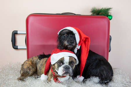 Two small dogs wearing a Santa Claus hat next to a red suitcase. concept of travel on Christmas holidays with dogsの写真素材
