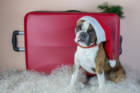 Small dog wearing a Santa Claus hat next to a red suitcase. concept of travel in Christmas holidays with a dogの写真素材