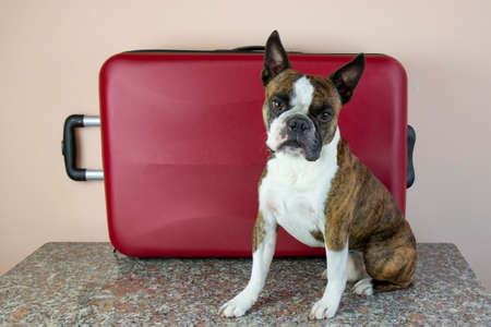 small dog next to red suitcase, dog travel conceptの写真素材