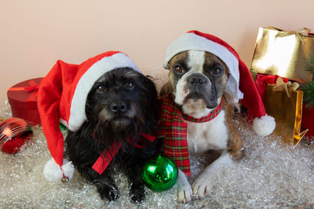 Two dogs Boston Terrier e Little Schnauzer in Santa Claus hats sit next to gifts, balls, artificial snow. Merry Christmas greetings from the dogsの写真素材