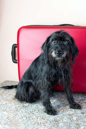 small black dog next to red suitcase, dog travel conceptの写真素材