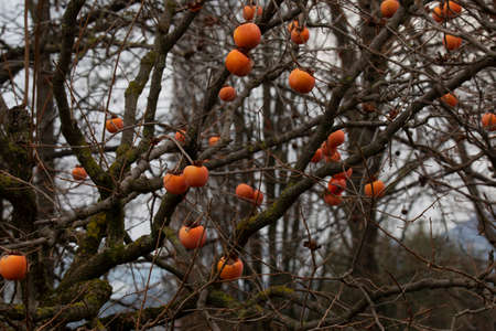 branches with ripe persimmons in winterの写真素材