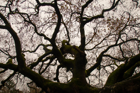 Oak of the Witches ( Quercia delle Streghe ) in Montecarlo, province of Lucca, Italy , The Oak at...