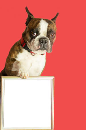 funny Boston terrier on red background with a picture in its paws, space for an inscriptionの写真素材