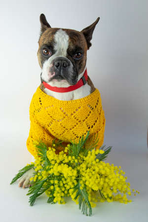 funny Boston terrier with mimosa for international women's day on a white backgroundの写真素材