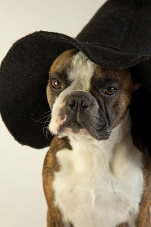 funny Boston terrier in a witch's hatの写真素材