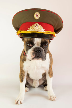 funny Boson terrier in a police cap of the times of the USSRの写真素材