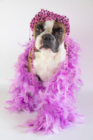 funny Boston terrier in a pink boa and for the carnivalの写真素材