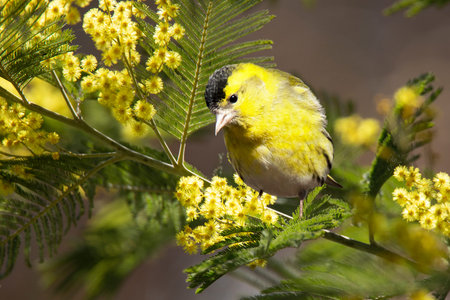 small Siskin on the branch of Mimosa