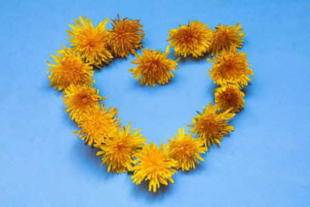 heart made of dandelions on a blue background comma love for spring