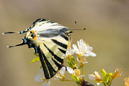 large colored butterfly on blooming spring branches with white flowers on a blurred background