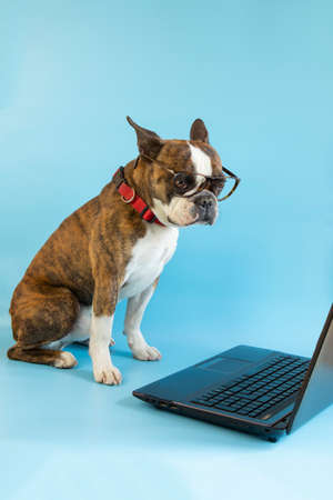 Funny Boston terrier with glasses at a laptop on a blue backgroundの写真素材