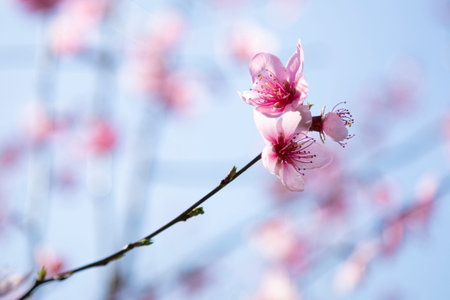 branches of a blossoming spring peach tree on a blurred background
