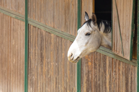 horse's head sticks out of the window in the stableの写真素材