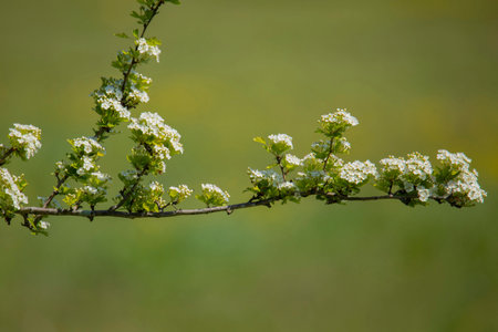 Flowering hawthorn branch on the blurred background in springの写真素材