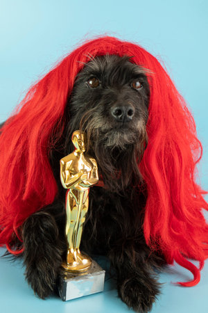 funny schnauzer in red wig with figurineの写真素材