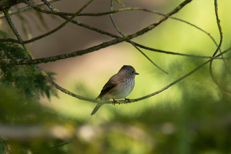 flycatcher on the branch on the blurred background in springの写真素材