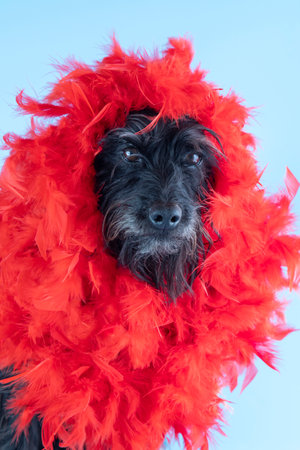 funny schnauzer wrapped in a rainbow colored flag as a symbol of gay pride and gay rights.の写真素材