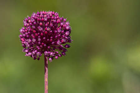 flower of Purple Milkweed, Asclepias Purpurascens, on a green blurred backgroundの写真素材