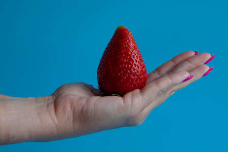 female hand holding a big strawberry on a blue backgroundの写真素材
