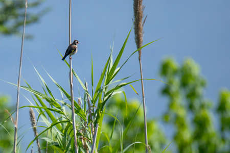 ittle goldfinch in the reeds in summerの写真素材