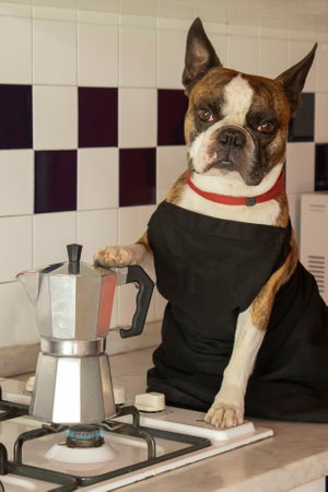 Humorous photography , dogs acting like humans . Boston Terrier in a black apron prepares coffee in a coffee makerの写真素材