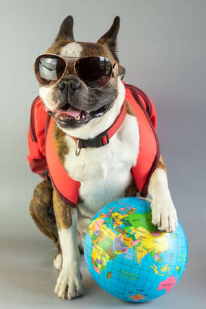 Funny Boston terrier is ready to travel, he is with a backpack and a globe in his pawsの写真素材