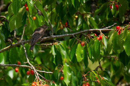 cherry tree branch with red berries and flycatcher sitting on itの写真素材