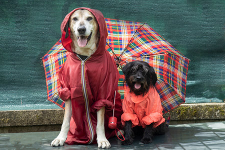Funny Schnauzer and big yellow dog in raincoats under un umbrella in the rainの写真素材