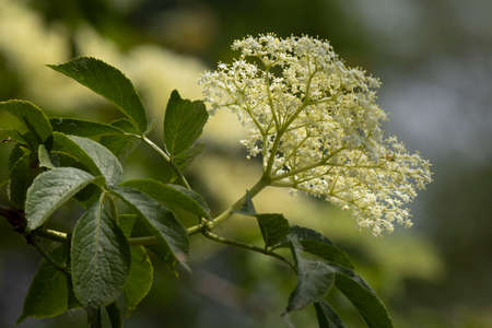 elderflower on a blur backgroundの写真素材
