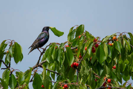 big starling on cherry branch in summerの写真素材