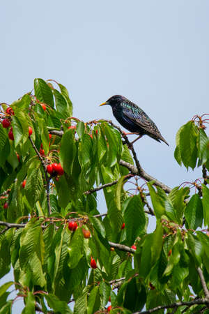 big starling on cherry branch in summerの写真素材